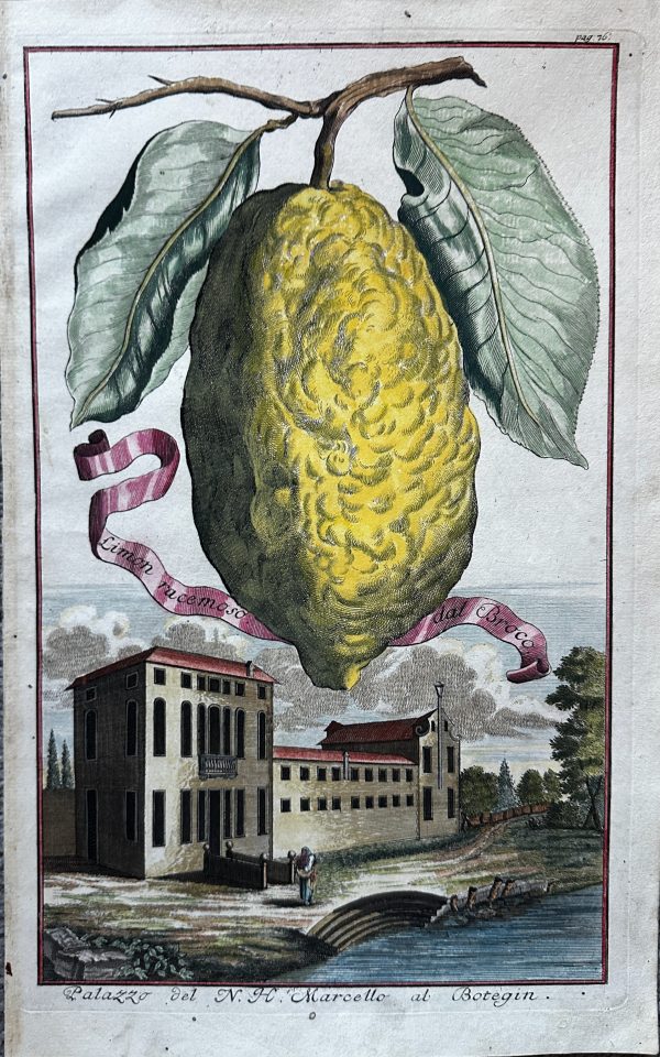 IMG_5047 Pomelo/Shaddock Limon racemoso dal Broco