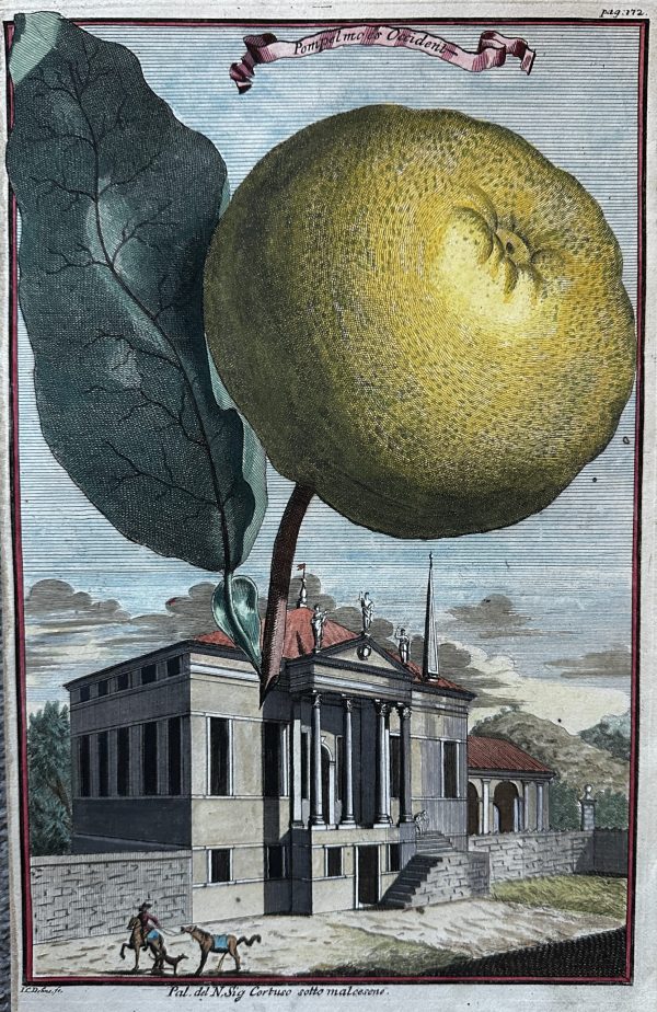 IMG_5048 Pomelo or Shaddock Occident