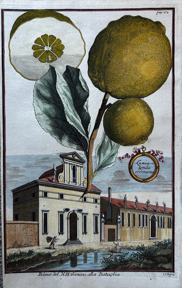 IMG_5049 Lumia tonda ordinaria