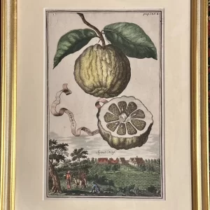 Aranzo Cedrato - Spital Hoff