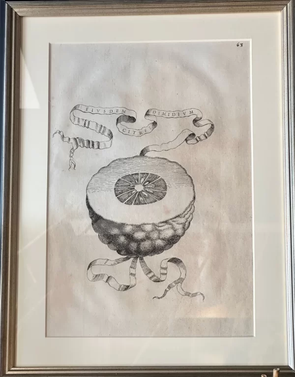 Euisdem Cirtrei Dimidium