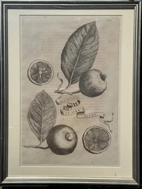 Lima Dulcis et Lima Acris