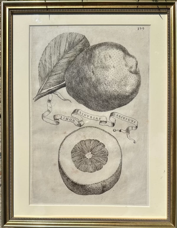 Limon Liguriae Ceriescus