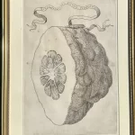 bloemart ferrari Limon Sponginus