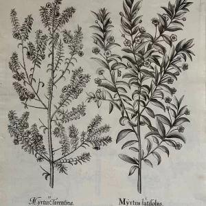 Myrtle Varieties