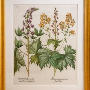 Aconitum Lycocto num flore Delphiny