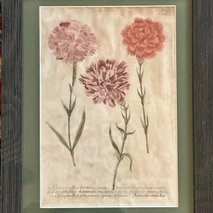Carnations (caryophyllus hortensis maxi), Johann Weinmann