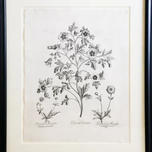 Alcea Veneta   Ranunculus Minor flore