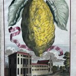 Pomelo/Shaddock Limon racemoso dal Broco