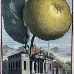 Pomelo or Shaddock Occident