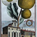 Lumia tonda ordinaria