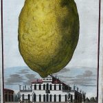 Cedro lemon Volckamer