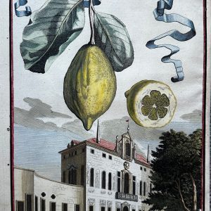 Spada fora con foglia rotonda (with round leaf)