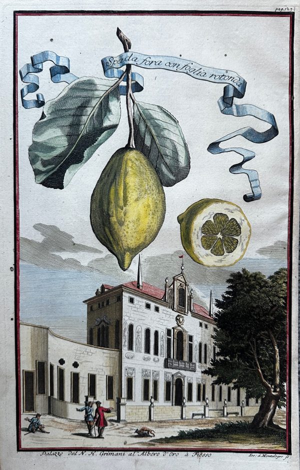 Spada fora con foglia