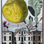 Pompelmus Orientalis