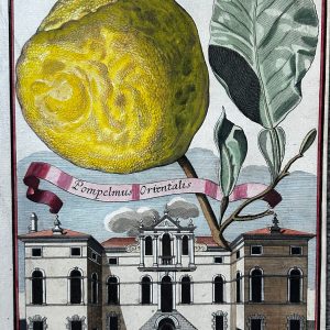 Pompelmus Orientalis