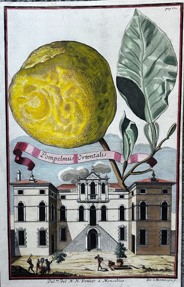 Pompelmus Orientalis