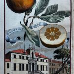 Aranzo dolce da Genova