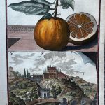 Aranze con frutto e foglia