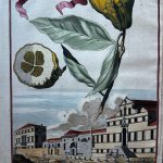 Spada fora in-Canellat