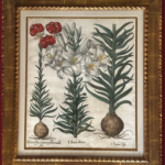 Besler Madonna Lily and Bulb, Red Martagon Of Constantinople