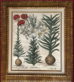 Besler Madonna Lily and Bulb, Red Martagon Of Constantinople