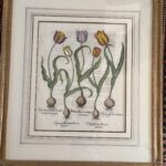 Tulipa Alicans margins coccineo - First Ed. c.1615